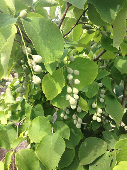 Styrax obassia op stam