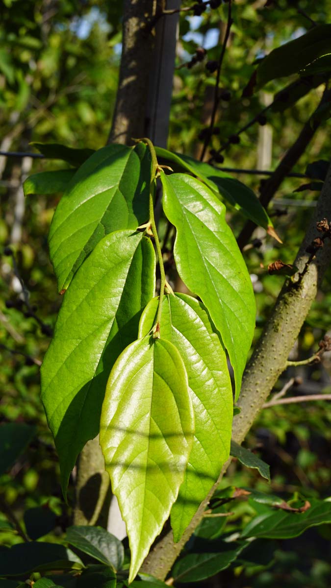 Sycoparrotia semidecidua leiboom blad