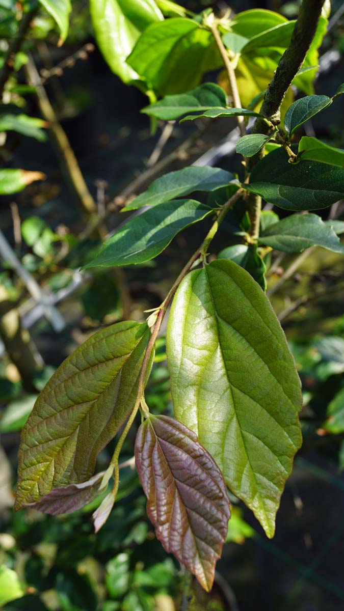 Sycoparrotia semidecidua leiboom blad