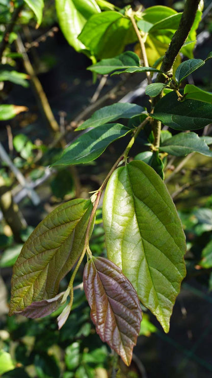 Sycoparrotia semidecidua leiboom blad