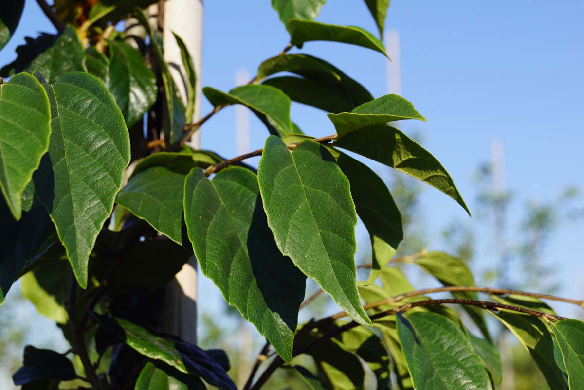 Sycoparrotia semidecidua leiboom blad