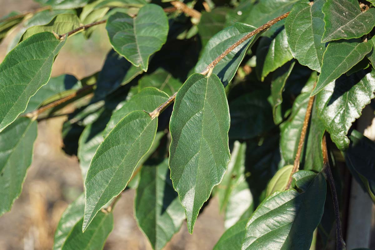 Sycoparrotia semidecidua leiboom blad