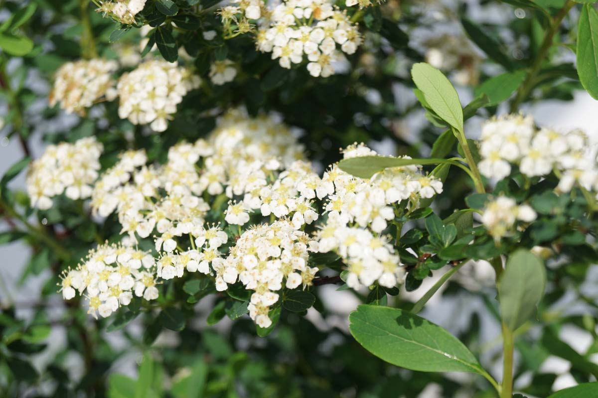 Spiraea arguta haagplant