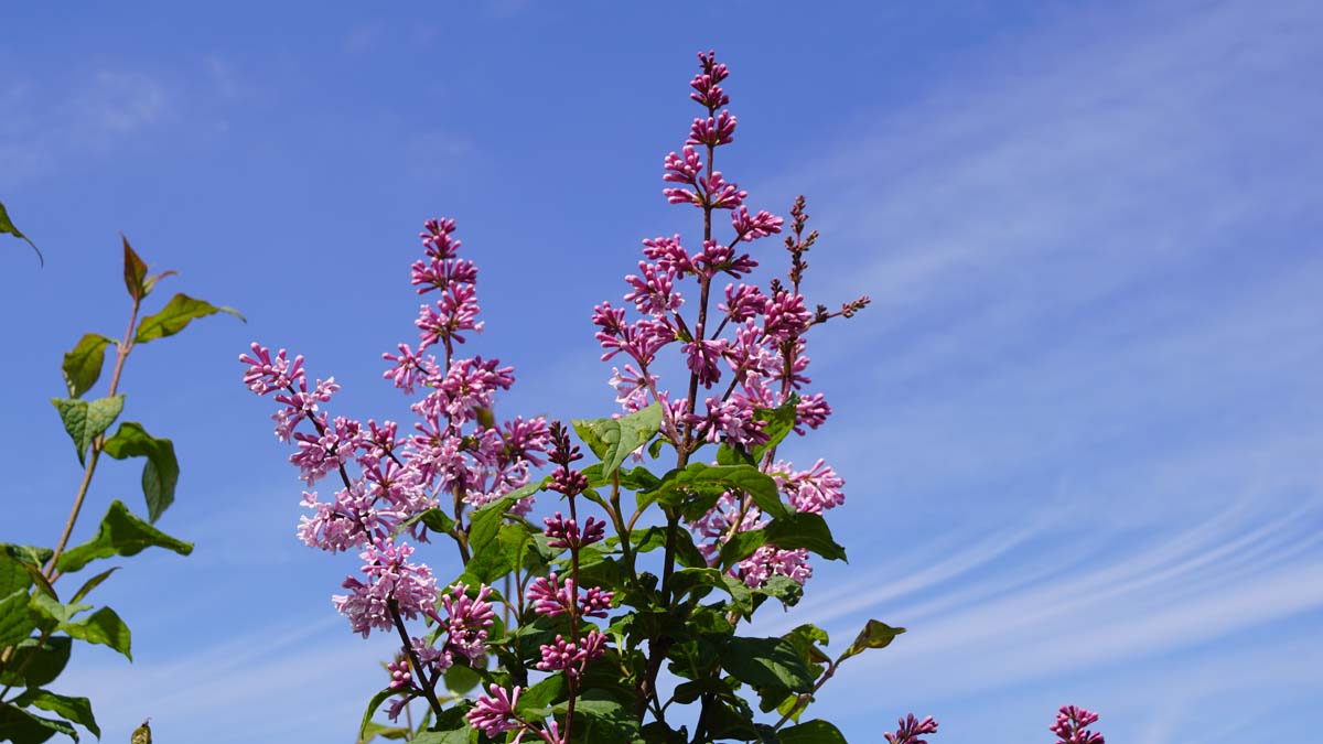 Syringa josikaea meerstammig / struik bloem