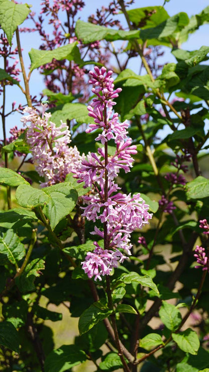 Syringa josikaea op stam bloesem