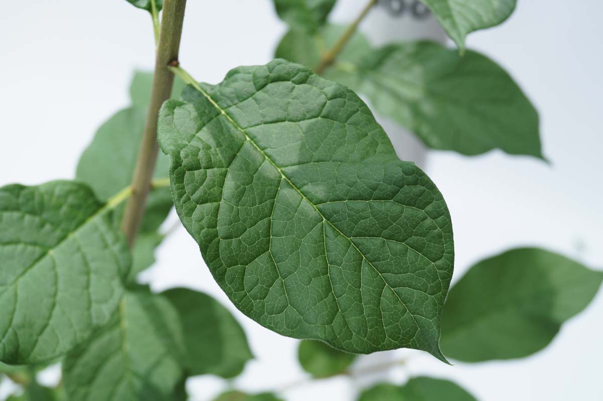 Syringa josikaea op stam blad