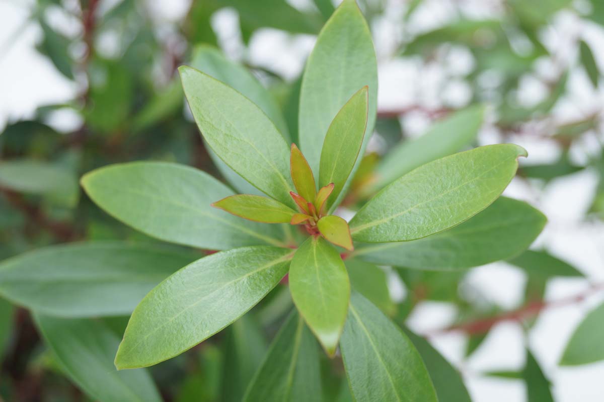 Drimys lanceolata meerstammig / struik