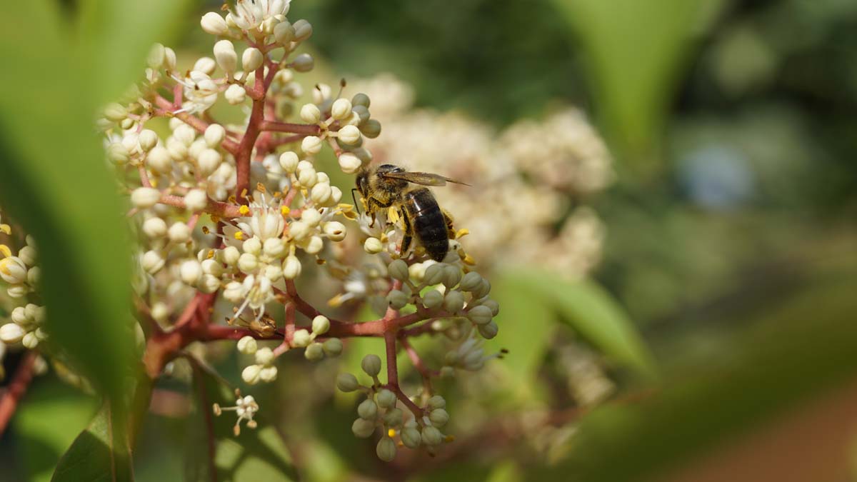 Tetradium daniellii op stam biodiversiteit