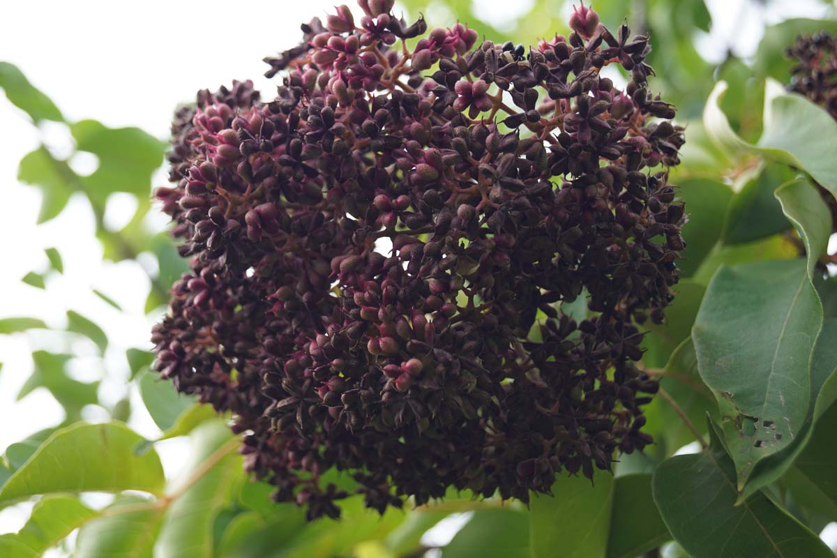 Tetradium daniellii op stam bloemknop