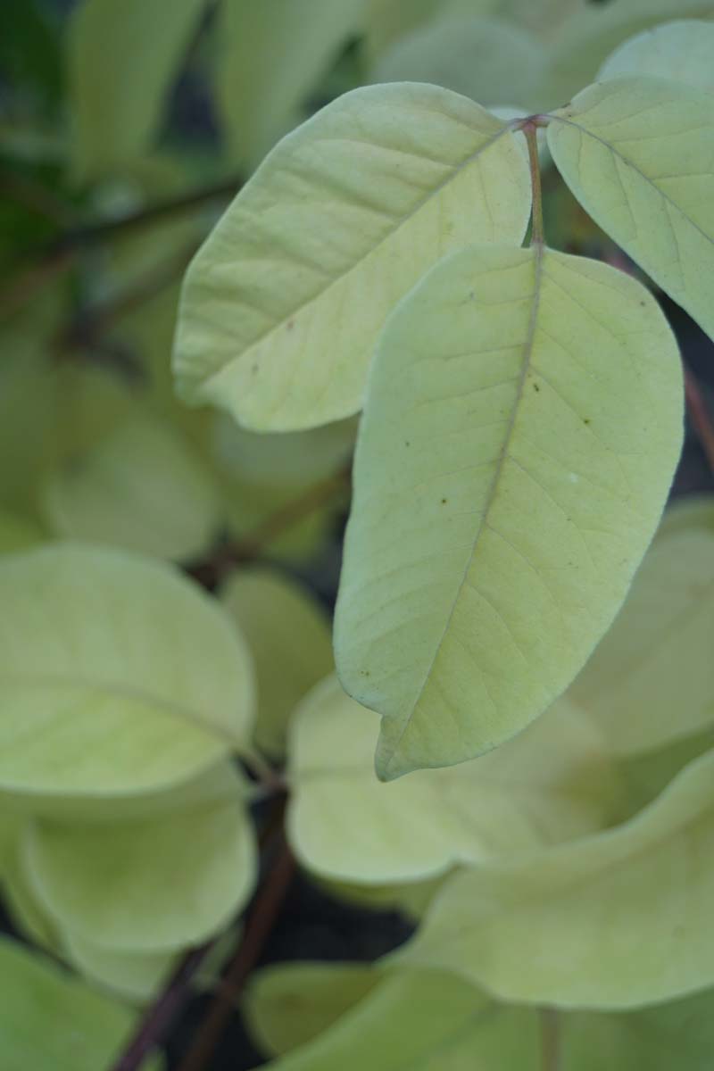 Tetradium daniellii solitair blad