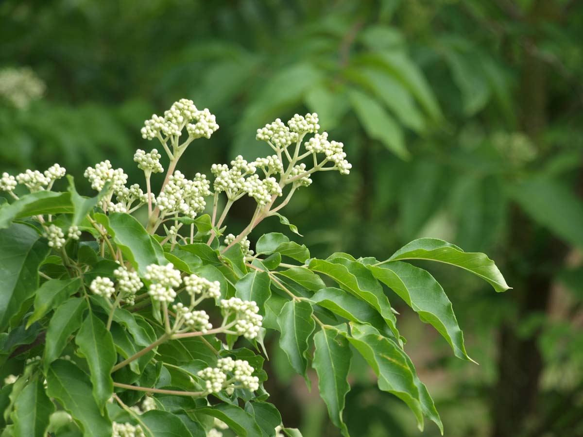 Tetradium daniellii hupehensis op stam bloem