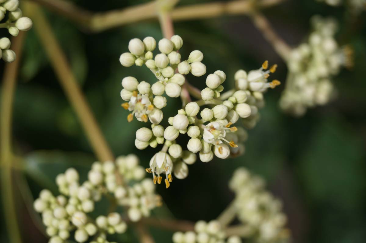 Tetradium daniellii hupehensis meerstammig / struik bloem