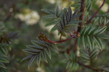 Syringa pinnatifolia Tuinplanten