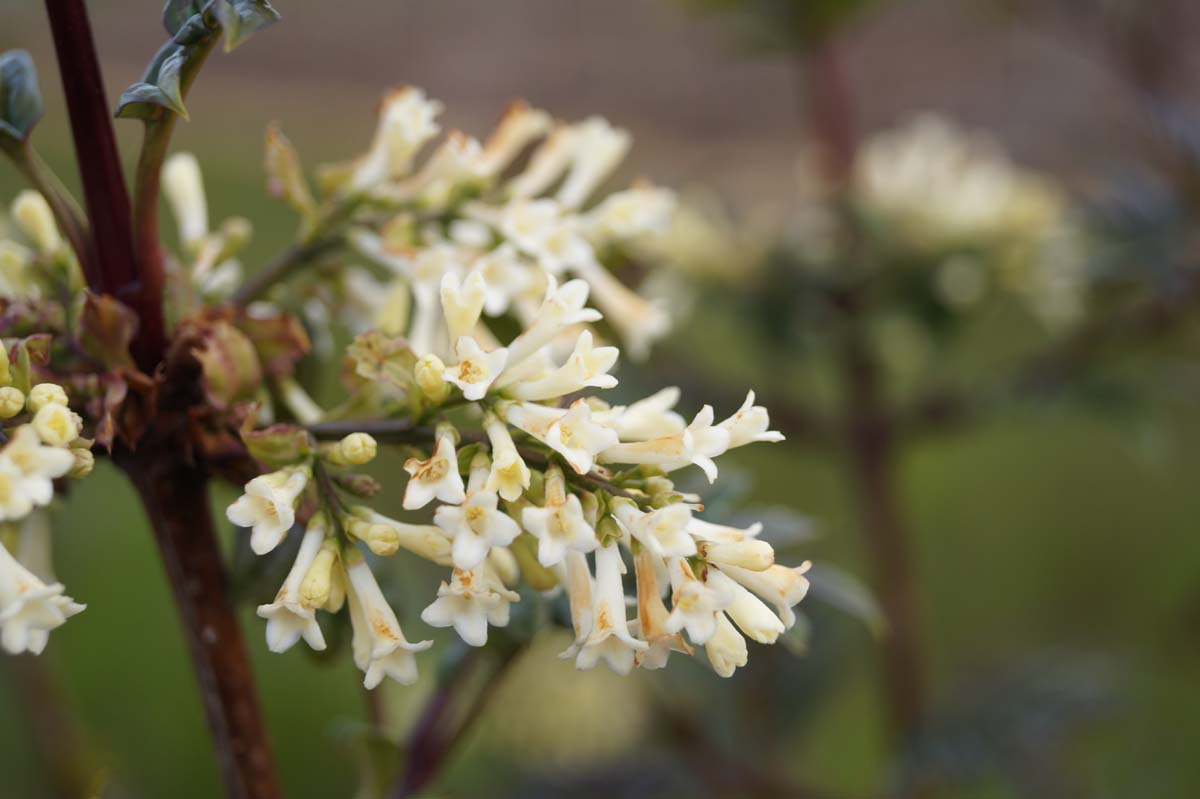 Syringa pinnatifolia Tuinplanten