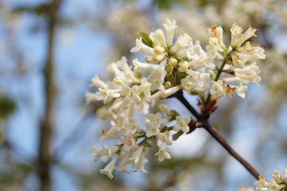 Syringa pinnatifolia Tuinplanten