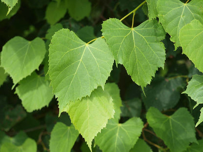 Tilia amurensis op stam