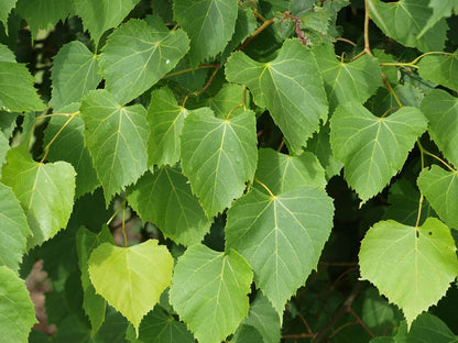 Tilia amurensis op stam