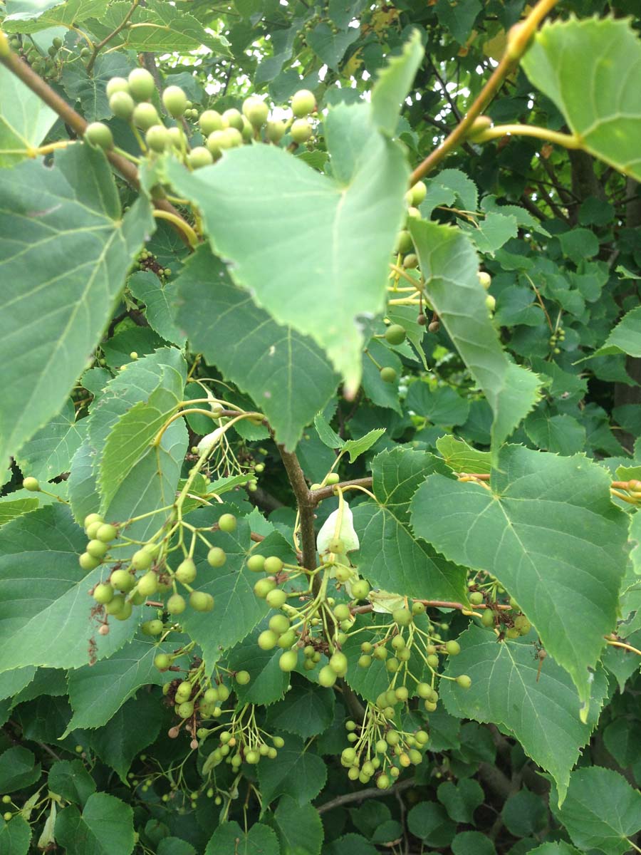 Tilia amurensis op stam