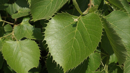 Tilia henryana solitair blad