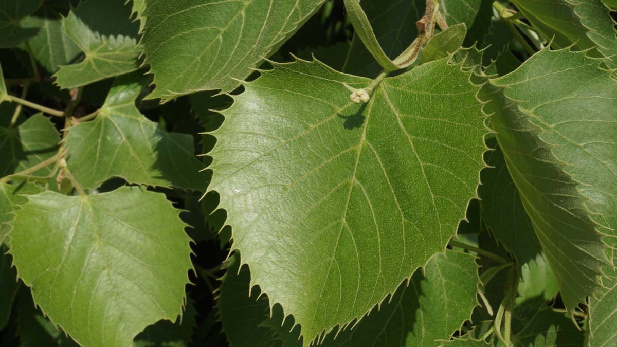 Tilia henryana op stam blad