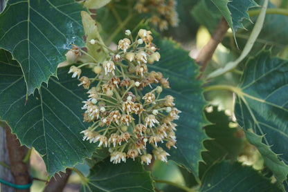 Tilia henryana op stam bloem