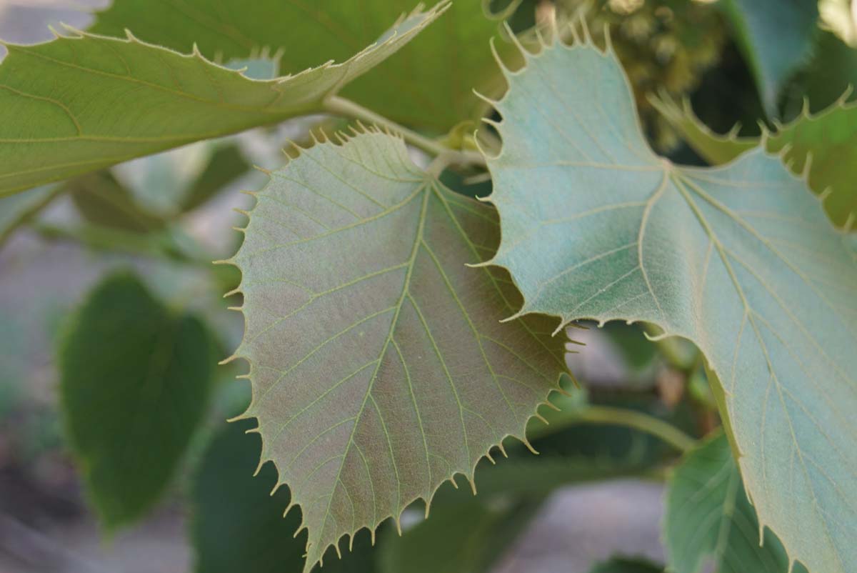 Tilia henryana meerstammig / struik blad