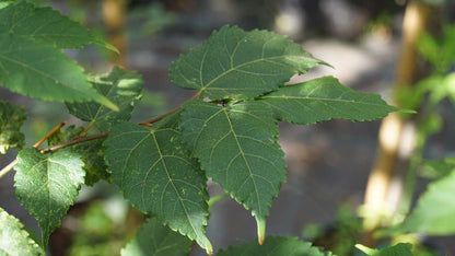 Tilia kiusiana op stam