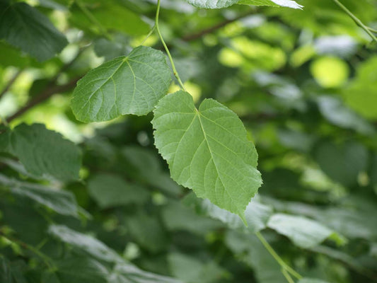 Tilia platyphyllos leiboom blad