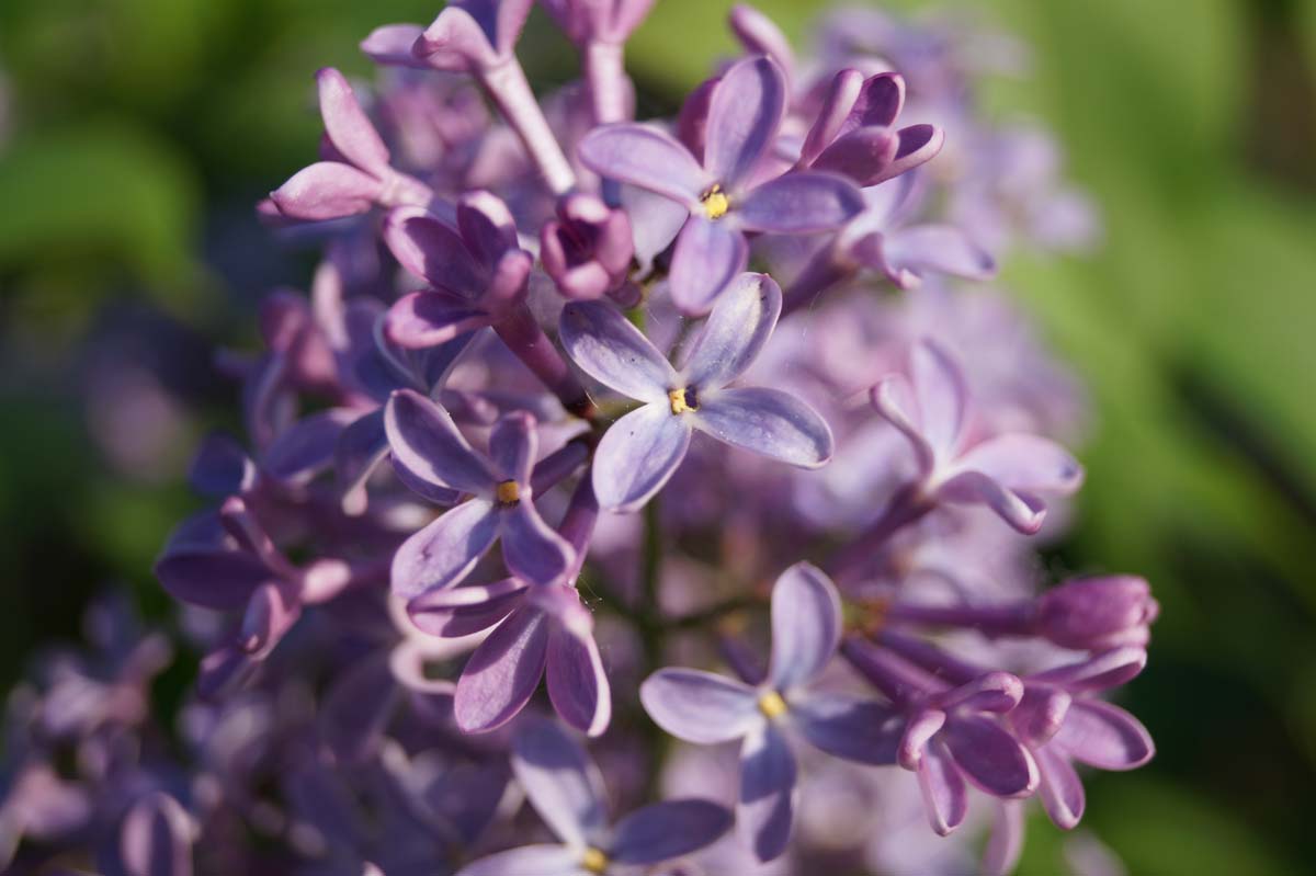 Syringa vulgaris solitair