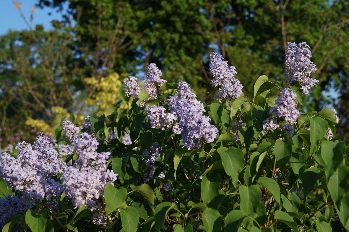 Syringa vulgaris solitair