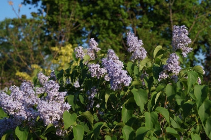 Syringa vulgaris haagplant