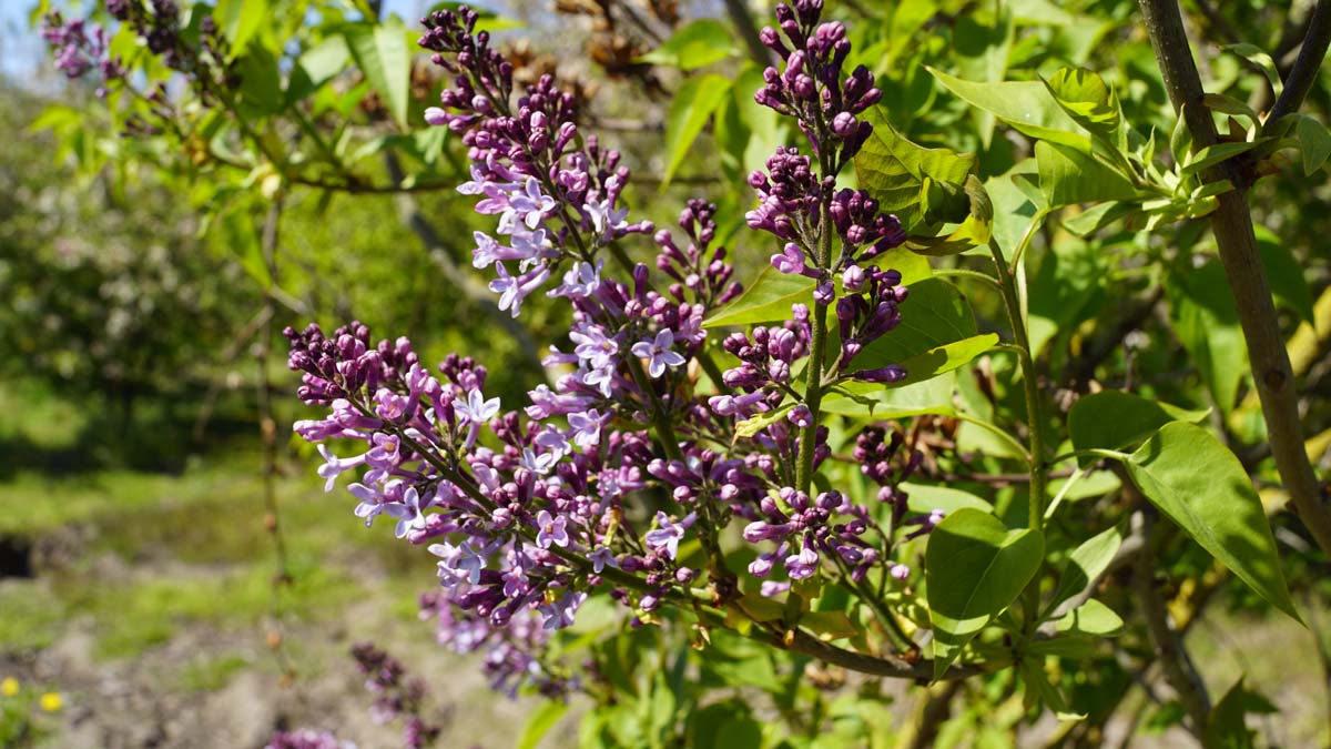 Syringa vulgaris op stam