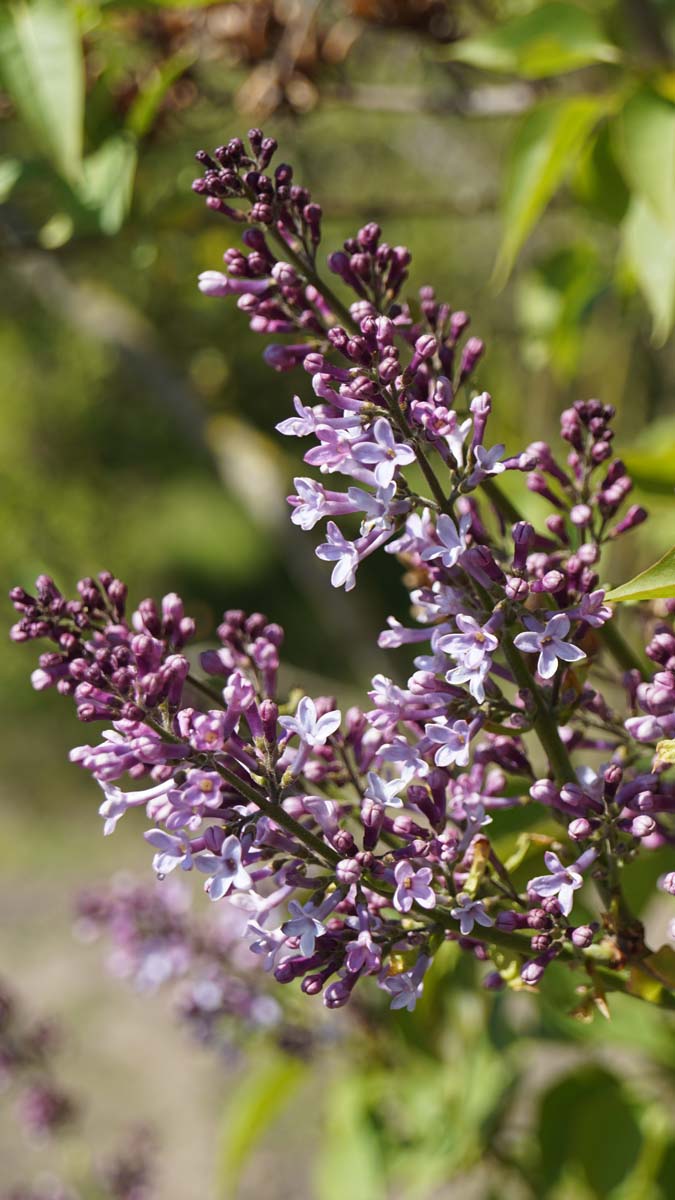 Syringa vulgaris op stam