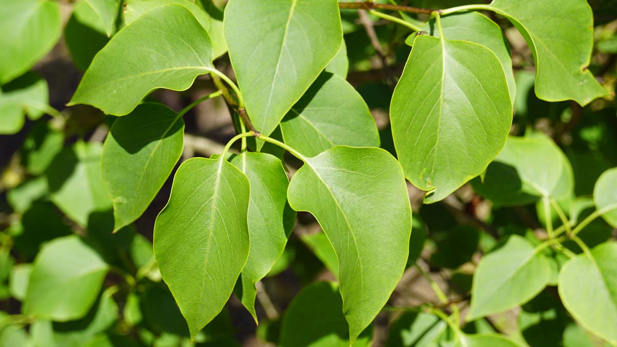 Syringa vulgaris solitair