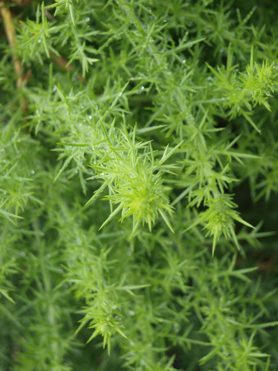 Ulex europaeus meerstammig / struik