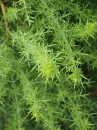 Ulex europaeus Tuinplanten