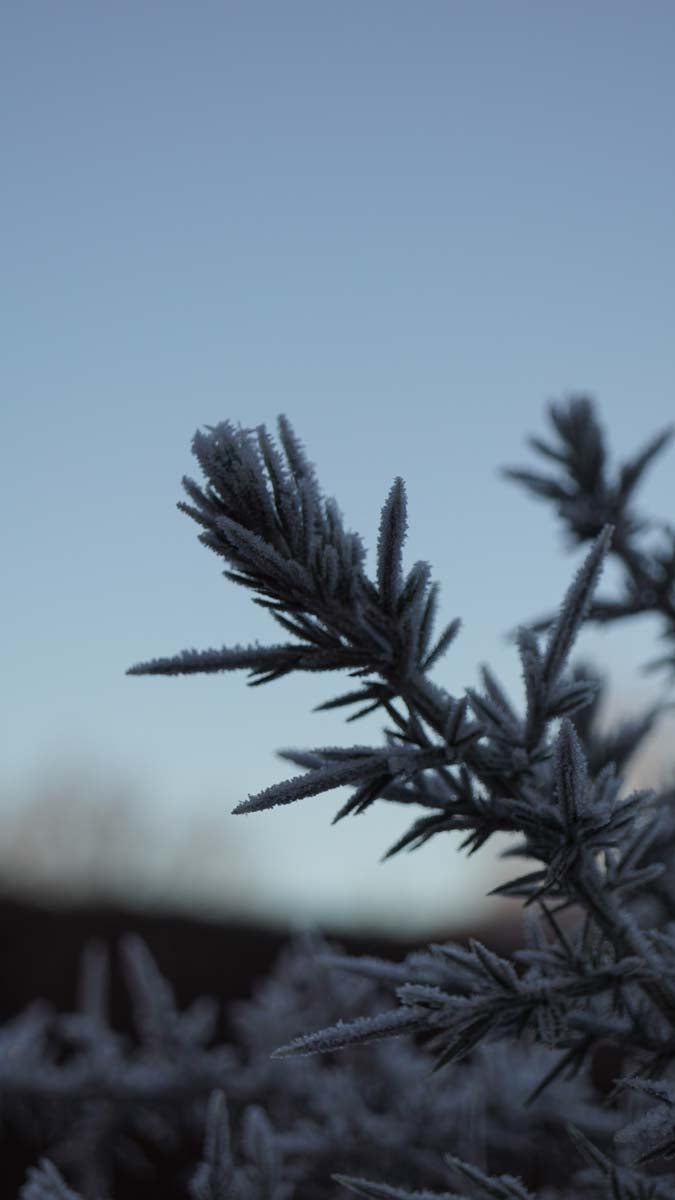 Ulex europaeus meerstammig / struik