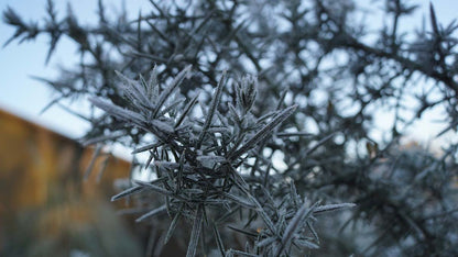 Ulex europaeus Tuinplanten