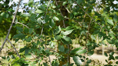 Ulmus minor solitair