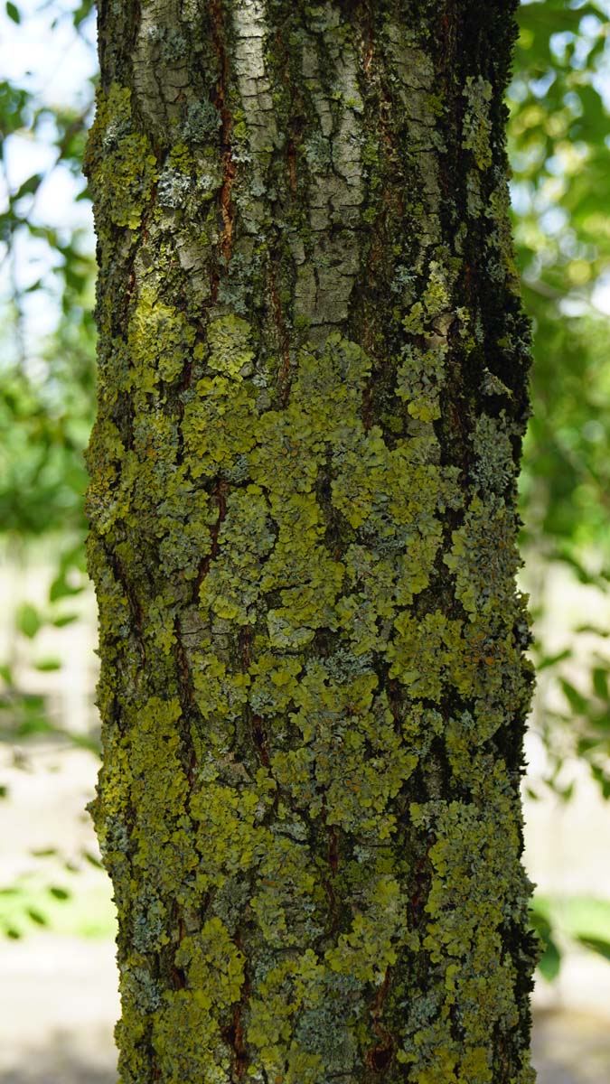 Ulmus minor solitair