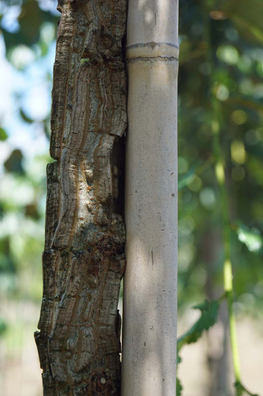 Ulmus minor suberosa op stam bast