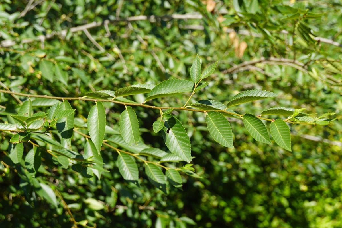 Ulmus pumila meerstammig / struik