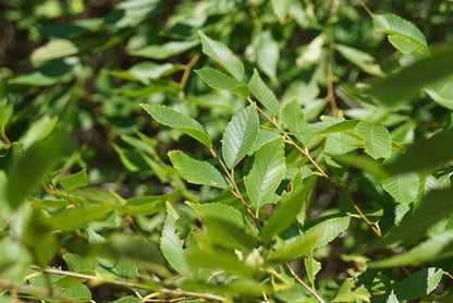 Ulmus pumila meerstammig / struik