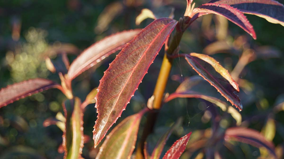 Viburnum henryi meerstammig / struik