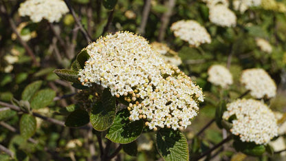 Viburnum lantana