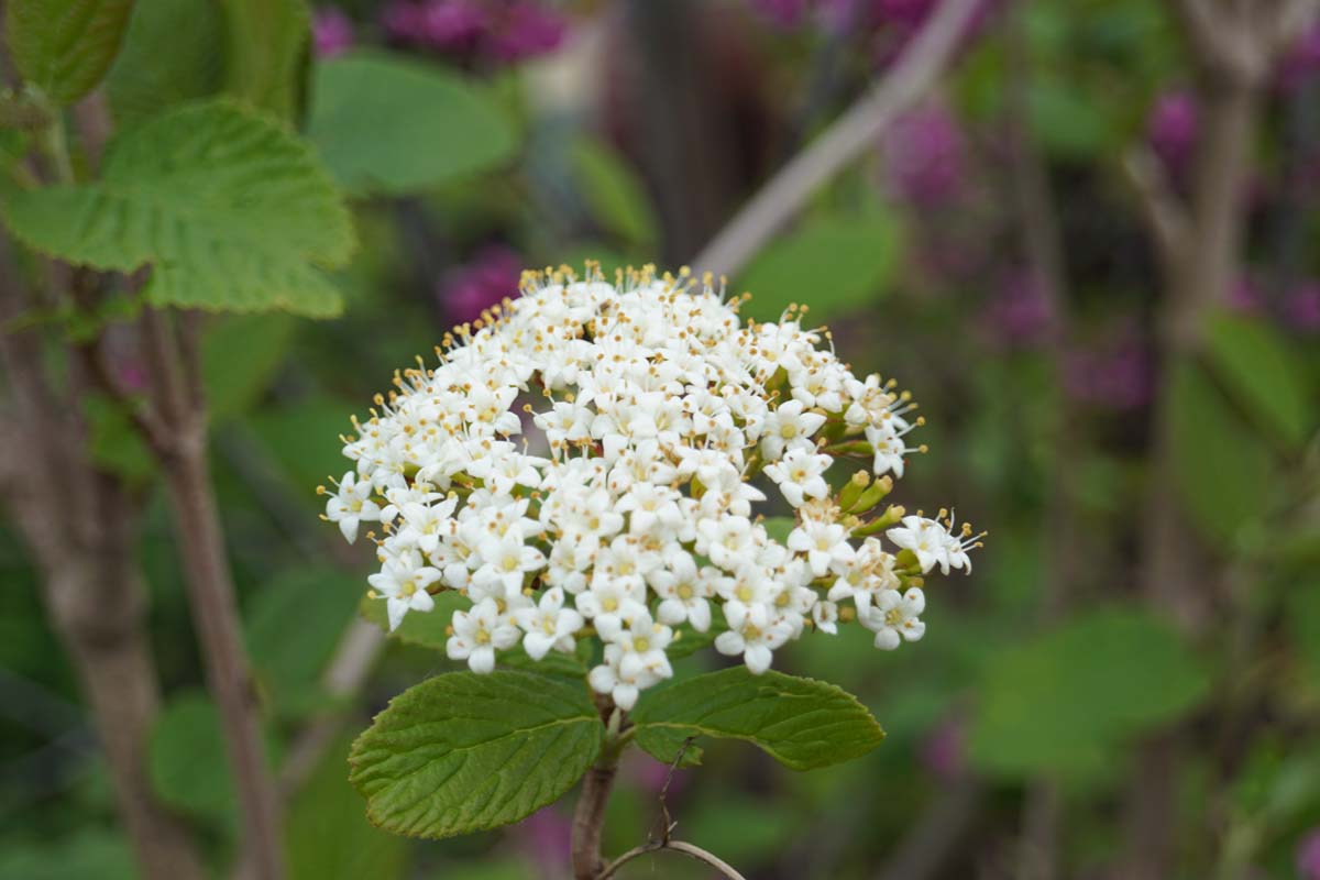 Viburnum lantana Tuinplanten bloem