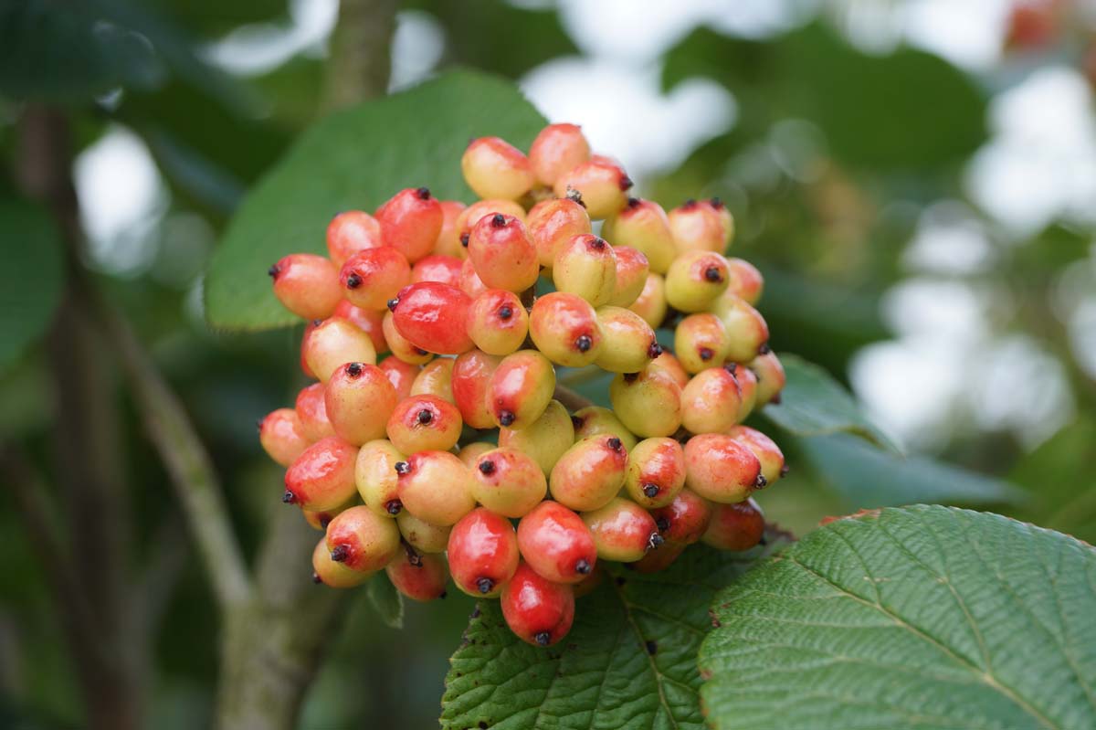 Viburnum lantana Tuinplanten bes