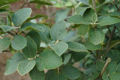 Viburnum lantana