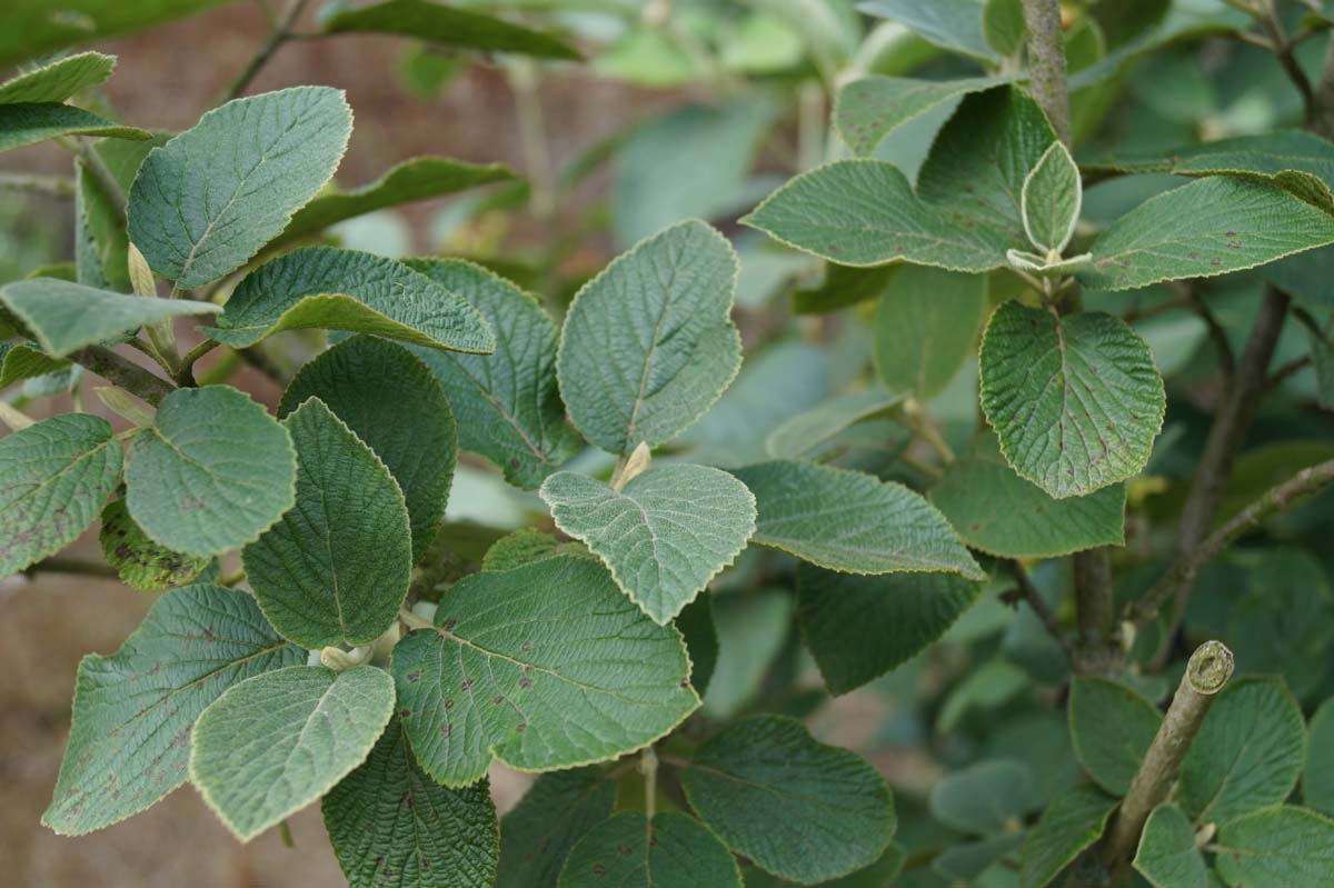 Viburnum lantana Tuinplanten blad