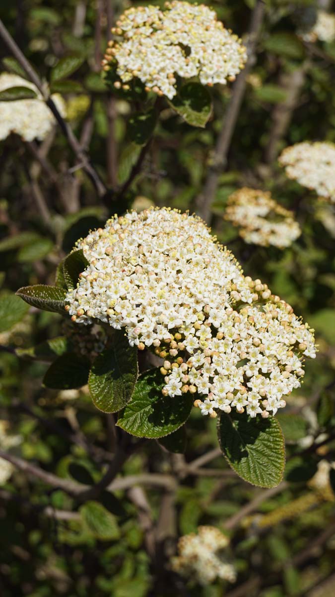 Viburnum lantana